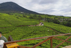 Surga Kecil di Gunung Dempo : Pesona Bukit Tungguan dan Green Paradise nan Mempesona !