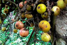Obati Asma, Bronkitis dan Batu Ginjal dengan Buah Loa 