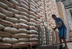 Skandal Beras Oplosan: 212 Produsen Diperiksa, Mentan Tuntut Proses Hukum Tegas