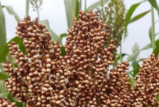 Cegah Anemia dan Sehatkan Jantung dengan Sorgum
