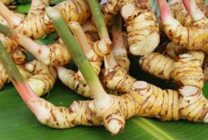 Atasi Rambut Kering dan Bau dengan Laos