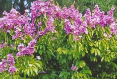 Atasi Batu Ginjal dan Batuk Berdarah dengan Daun Bungur