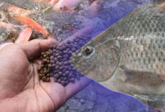 Wajib Coba! Ternyata Ini Triknya Agar Ikan Nila Cepat Besar