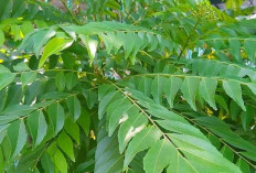 Daun Kari: Bumbu Lezat dengan Segudang Manfaat Kesehatan