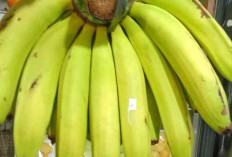 Pisang Ambon: Lebih dari Sekadar Buah, Ini Manfaat Kesehatannya