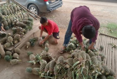 Harga Nanas di Muaraenim Tembus  Rp10 Ribu per Buah 