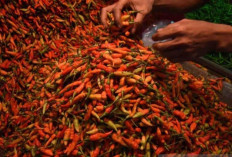 Harga Pangan 2 Desember 2024 : Cabai Rawit Merah Makin Pedas, Tembus Rp41.930 per Kilogram ! 