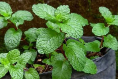 Daun Mint Dapat Menyehatkan Gigi, Mulut dan  Stres