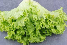 Manfaat Daun Selada untuk Lalapan: Segar Sehat dan Kaya Nutrisi