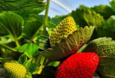 Strawberry Dapat Mengurangi Kantung Mata dan Memperbaiki Kulit