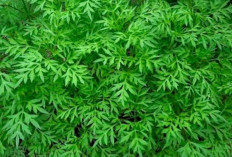 Atasi Pembengkakan Payudara dengan Daun Curing