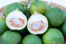 Banyak Ditemukan di Asia : Buah Satu Ini Mampu Menguatkan Gigi dan Gusi, Bahkan Mengatasi Cacingan!