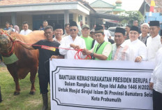 Serahkan Sapi Kurban, Walikota Prabumulih H Arlan: Terima Kasih Pak Presiden Prabowo