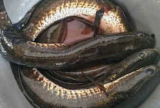 Ikan Gabus Dapat Menyehatkan Tulang dan Gigi Serta Mengurangi Nyeri Sendi