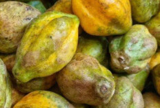 Sehatkan Kulit, Mata dan Cegah Jerawat dengan Buah Carica