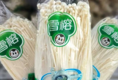 Mengenal Berbagai Jenis Jamur yang Bisa Diolah Menjadi Masakan Lezat