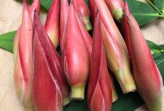 Lancarkan Produksi ASI dan Jaga Kekuatan Tulang  dengan Kecombrang 