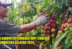 5 Kabupaten Penghasil Kopi Terbesar di Sumatera Selatan 2024 :  Tulang Punggung Kopi Nasional !