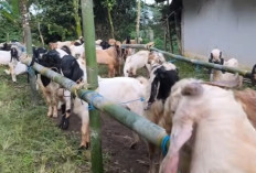 Menjelang Idul Adha: 5 Syarat Hewan Kurban Agar Sah Menurut Syariat Islam