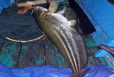 Cara Budidaya dan Keunikan Ikan Tapah : Harta Karun Sungai Musi yang Terancam Punah !  