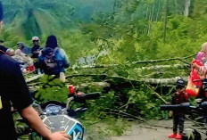 BPBD Imbau Warga OKU Waspada Pohon Tumbang