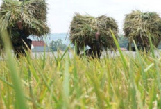 Jebakan Swasembada Beras dan Tantangan Ketahanan Pangan Nasional