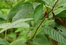 Redakan Rematik dan Atasi Penyakit TBC dengan Daun Duduk