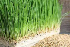 Sembuhkan Penyakit Kulit dengan Jus Rumput Gandum
