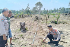 Memasuki Musim Kemarau, Tinjau Perkembangan Lahan Jagung  
