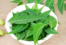 Obati Eksim dan Gudik dengan Daun Embo
