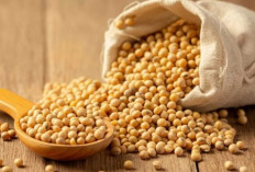 Beragam Jenis Kacang-Kacangan, Sumber Gizi Sehat yang Mudah Ditemui