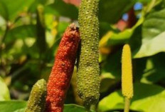 Atasi Kram Perut dengan Cabe Puyang