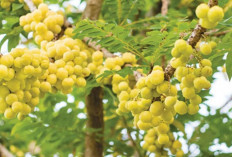 Atasi Penyakit Asma dan Sembelit dengan Buah Cermai