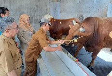 UPTD Kesmavet Distan Prabumulih Periksa Kesehatan Hewan Kurban Termasuk 'Venom' Sapi Bantuan Presiden Prabowo
