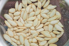 Biji Labu Kuning, Camilan Sehat Penuh Khasiat untuk Tubuh dan Kulit 