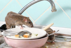 Dinkes Sumsel Imbau Warga Waspadai Hantavirus 