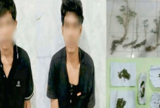 Bongkar Ladang Ganja di Kebun Warga, Dua Tersangka Ditangkap