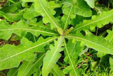Atasi Masalah Pendengaran Kencing Batudan Batu Ginjal dengan Daun Tempuyung