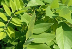 Hilangkan Flek Hitam dan Jaga Kecantikan Kulit dengan Daun Gamal