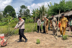 Polsek RKT Prabumulih Tanam Jagung Varietas Unggul, Perkuat Ketahanan Pangan di Desa Sinar Rambang