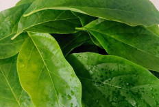 Obati Sariawan, Bengkak dan Sakit Pinggang dengan Daun Alpukat