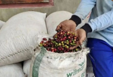 Pemerintah Provinsi Sumatera Selatan Fokus Tingkatkan Ekspor Kopi hingga Mancanegara Melalui Pembinaan Petani