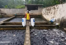 5 Kabupaten dan Kota Penghasil Ikan Terbesar di Sumatera Selatan :  Juaranya Bukan Banyuasin !