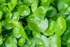 Cegah Penyakit Alzheimer dan Demensia dengan Daun Pegagan