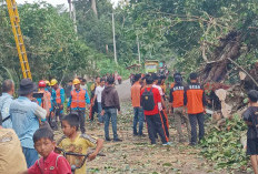 BPBD OKU Bersihkan Pohon Tumbang di Ruas Jalan Desa Tanjung Baru