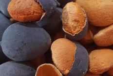 Asam Keranji: Buah Langka dengan Cita Rasa Unik dan Manfaat Kesehatan
