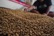 Kopi Luwak Dapat Melindungi Mulut, Gigi serta Kulit