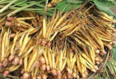 Obati Gatal-gatal dan Infeksi Kulit dengan Temu Kunci