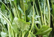 Obati Asam Urat dengan Sayur Peleng 