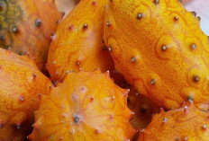 Suburkan Rambut dan Kuatkan Tulang dengan Buah Kiwono 